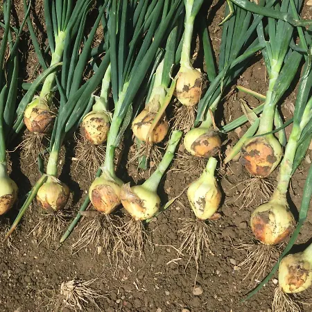 Bed & Breakfast Sever Des Pyrenees