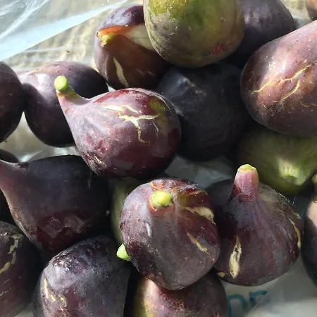 Sever Des Pyrenees Bed & Breakfast 4*