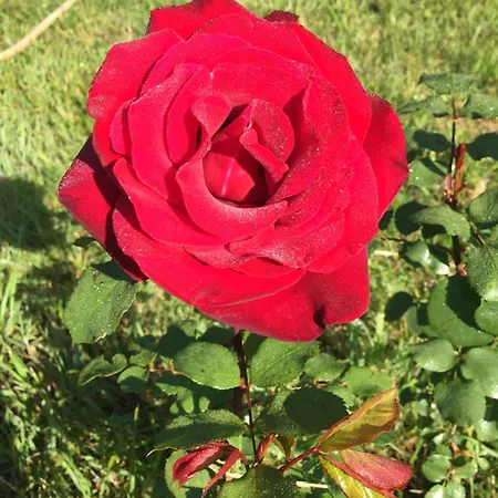 Sever Des Pyrenees Bed & Breakfast 4*