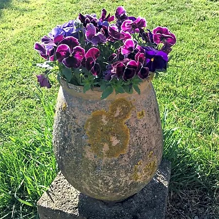 Sever Des Pyrenees Bed and breakfast
