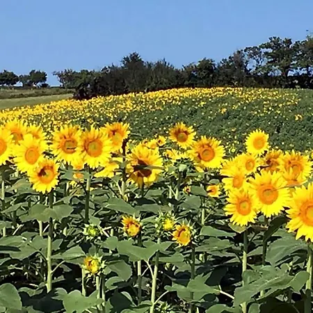 فندق مبيت وإفطار Sever Des Pyrenees 4*